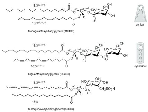 Main glycerolipid classes conserved in photosynthetic membranes of... | Download Scientific Diagram