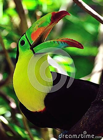 Toucan With Beak Open Royalty Free Stock Images - Image: 18916619