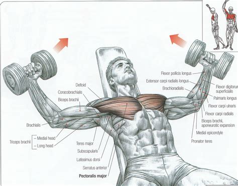 Chest Muscles Diagram / Human Muscle Stock Photos, Pictures & Royalty-Free Images ... : Attached ...