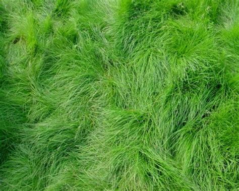 5LBS Creeping Red Fescue Lawn Grass Seed Fully Tested, Quick Germination Festuca Rubra (5LB ...