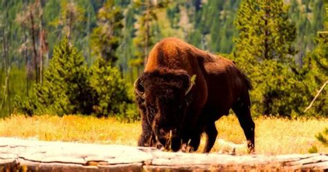 The Wildlife of Yosemite National Park - Animals Network