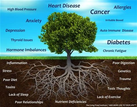 Oak Tree Root System Diagram