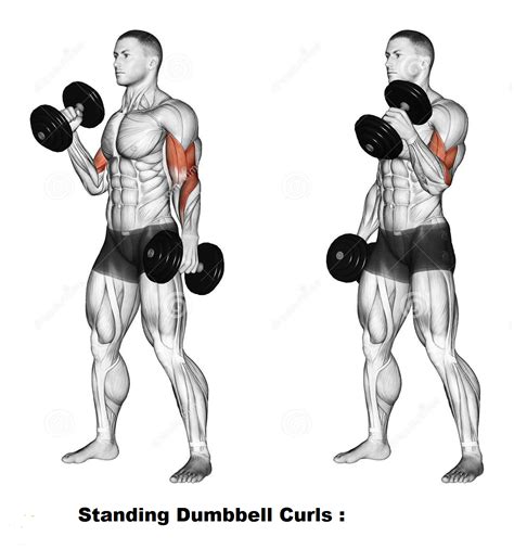 Best Dumbbell Exercises For Biceps - Bodydulding