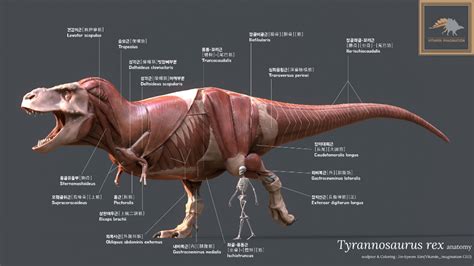 ArtStation - Tyrannosaurus Rex Anatomy , Vitamin Imagination | Tyrannosaurus, Tyrannosaurus rex ...