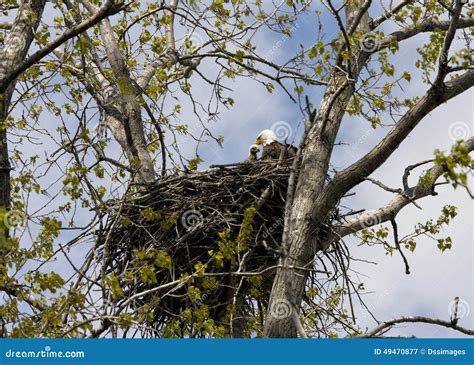 Adult Eagle Feeding Baby stock image. Image of america - 49470877