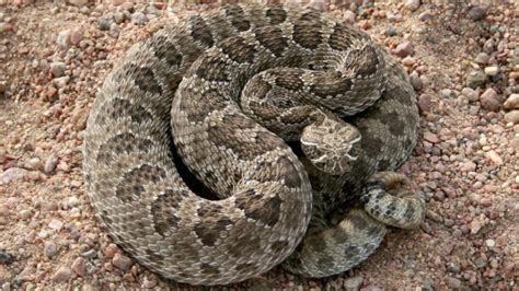 Rattlesnake Safety Tips Colorado 2018 | Westword