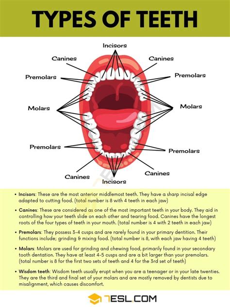 Teeth Names and Types of Teeth in English with Pictures • 7ESL