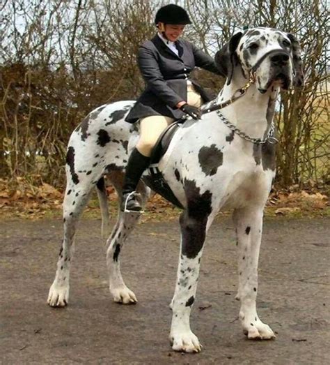 20 Huge & Cuddly Dogs That You’ll Want To Adopt Immediately. | Tallest dog, Huge dogs, Mastiff ...