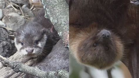 Bronx Zoo adds an otter pup, a colony of fruit bats to its JungleWorld ...