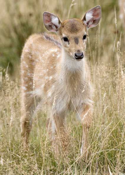 Axis deer (fawn)...sweet! | Animals wild, Animals, Deer pictures