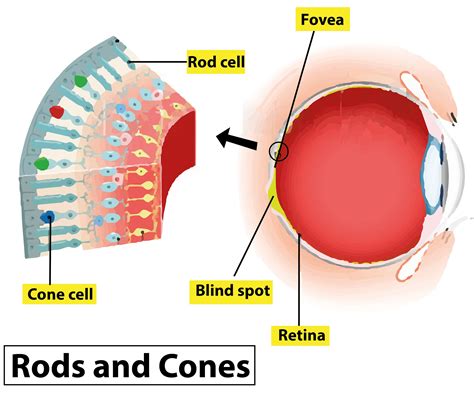 Name the following: Kind of retinal cells sensitive to dim light.