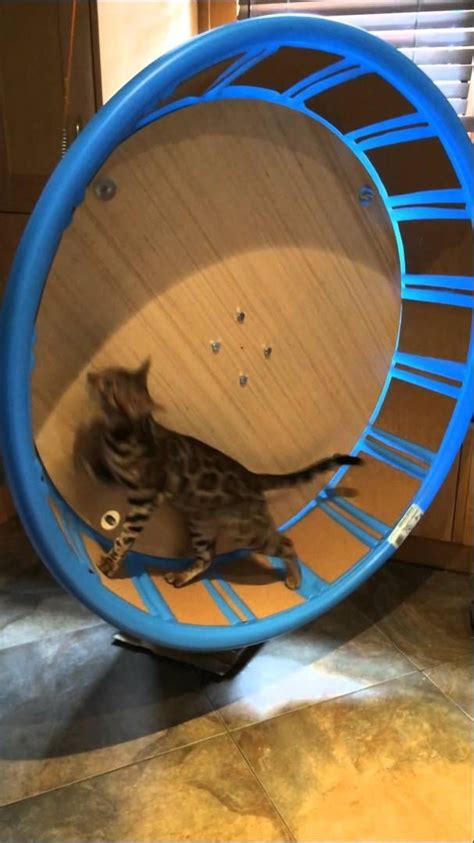 Cat Exercise Wheel For Under $100 | Cat exercise wheel diy, Cat exercise wheel, Cat exercise