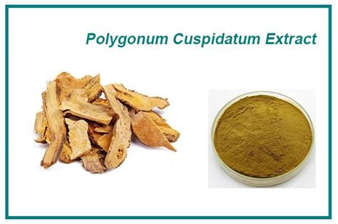 Top Quality Polygonum Cuspidatum Extract Manufacturers, Suppliers, Factory - Wholesale Price ...