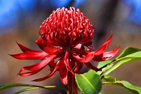 Australian Waratah Stock Image - Image: 34738871