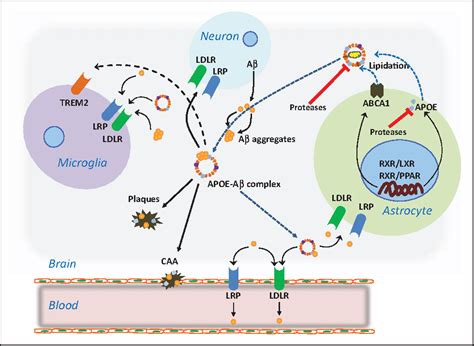 Figure 2 from Apolipoprotein E metabolism and functions in brain and its role in Alzheimer's ...