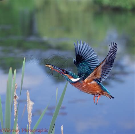 Kingfisher in flight by a pond photo WP00370