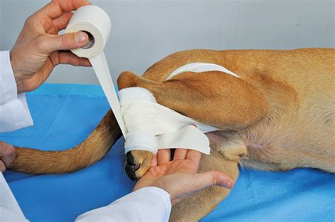 The Ehmer Sling in Canine Orthopedic Surgery | Clinician's Brief