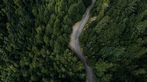 Free Images : tree, road, asphalt, jungle, soil, from above, rainforest, habitat, natural ...