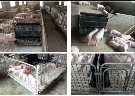 12 Holes Pig Feeding Trough Pig Farm Equipment Double Side Fattening Piglet Feeder Trough - Buy ...