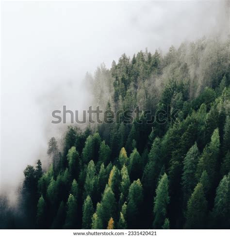 Birds Eye View Pine Forest Naturalism AI-generated image 2331420421 | Shutterstock