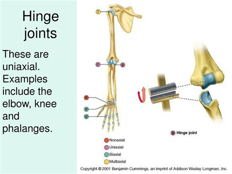 PPT - Articulations PowerPoint Presentation, free download - ID:172647