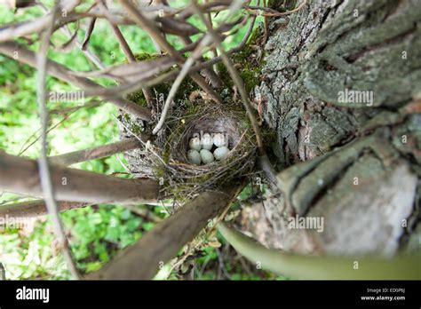 Nest of the European Greenfinch (Carduelis chloris Stock Photo - Alamy