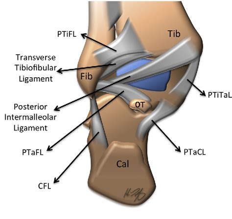 Ankle Ligament Anatomy