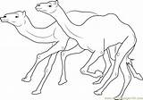 Camel Racing Coloring Page For Kids  Free Printable sketch template