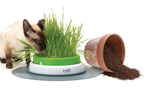 Indoor Cat Grass Planter Sense Kit Cats Toy Play Pack Activity Kitten Treat | Cat grass, Cat ...