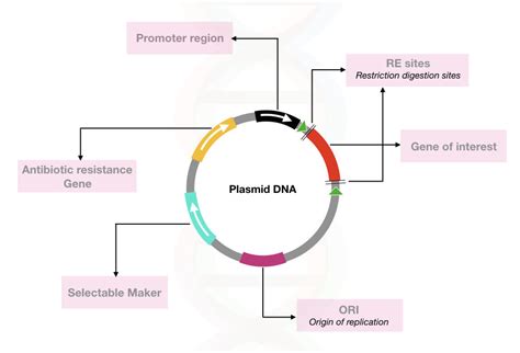 Plasmid DNA- Structure, Function, Isolation And Applications