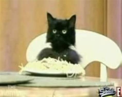 Spaghetti Cat: Image Gallery (Sorted by Low Score) (List View) | Know ...