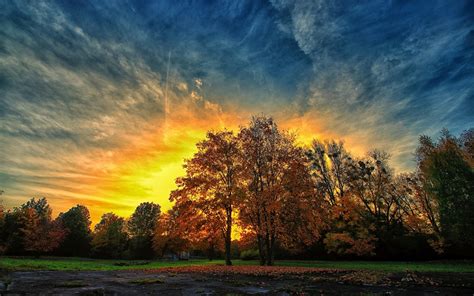 Download Tree Fall Nature Sunset HD Wallpaper