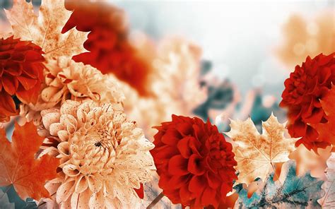 Fall Flowers Desktop Wallpapers - Top Free Fall Flowers Desktop Backgrounds - WallpaperAccess