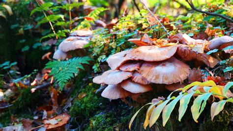 Mushrooms Growing on Stump by Gobblesmack on DeviantArt