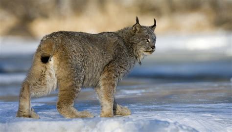 Plants & Animals of the Canadian Wilderness | Sciencing