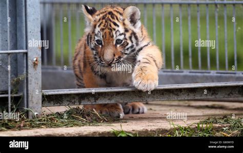 Amur tiger cubs Stock Photo - Alamy