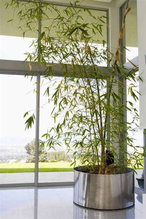 How to Grow Bamboo Plants Indoors | eHow