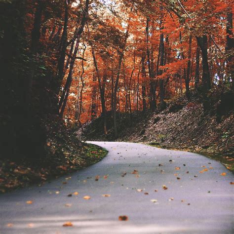 Autumn maple forest background, road | Free Photo - rawpixel