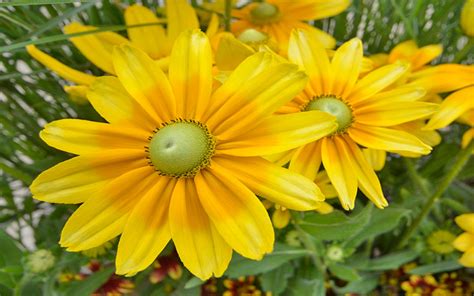 Rudbeckia Hirta Prairie Sun Flower : Wallpapers13.com