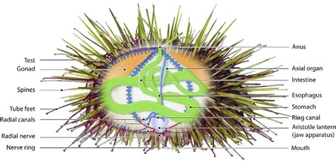 Sea Urchin Test Anatomy