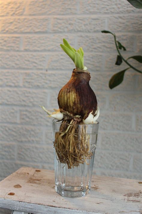 How To Care For Your Amaryllis After Blooming - The Houseplant Guru