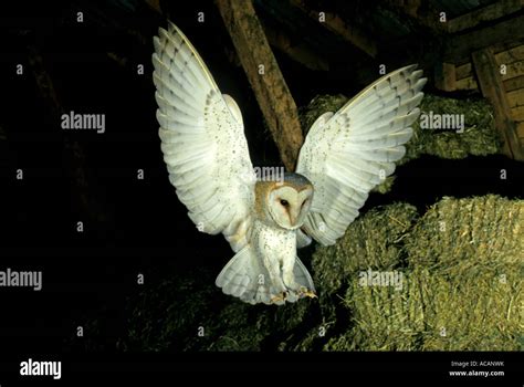 Flying Barn Owl hunting in a barn Stock Photo - Alamy