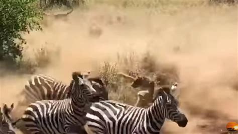 Viral Video: Lioness Gets Stuck In Massive Stampede Of Zebras, Reminds ...