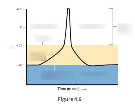 Depolarization and Action Potential Diagram | Quizlet