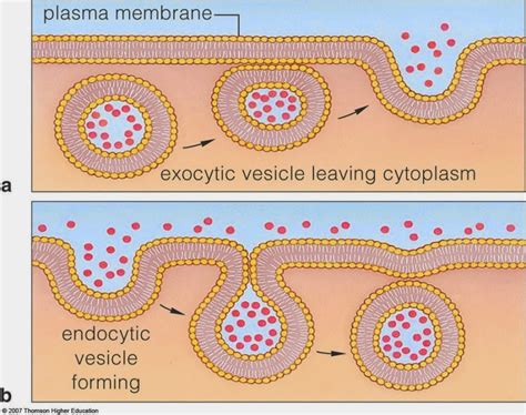 Choose All The Examples Of Exocytosis