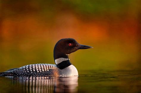 Minnesota State Bird - The Common Loon