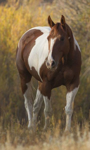 Skewbald Horse in ranch, Martinsdale, Montana, USA | #15332084 | Nature Picture Library Photo ...