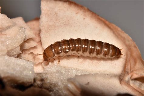 Larva di Staphylinidae Oxyporus rufus? No, forse di Tenebrionidae ...