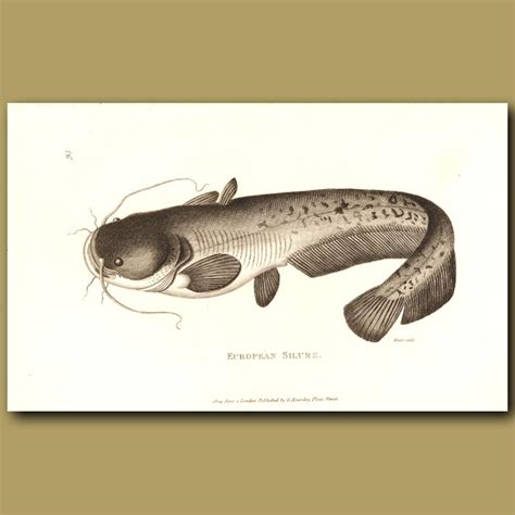 Cat Fish (European Silure). Genuine antique print for sale.