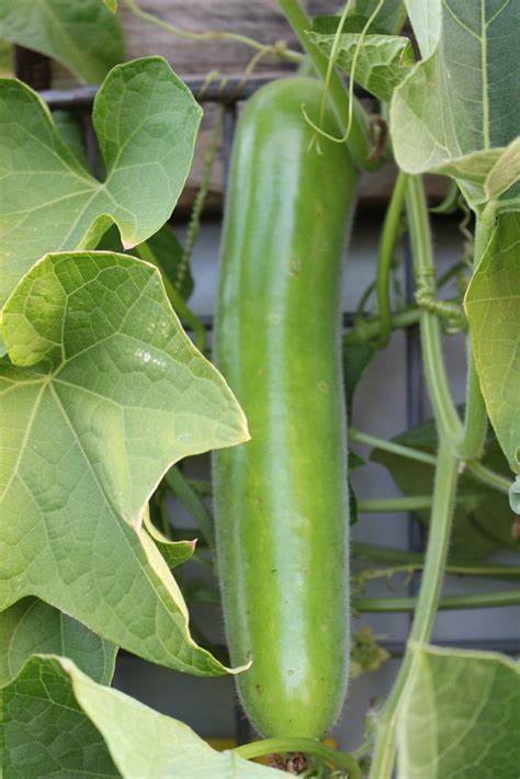 Bottle Gourd - Local Seeds